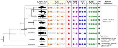 Toll-Like Receptor Evolution: Does Temperature Matter?